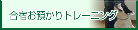 合宿お預かりトレーニング